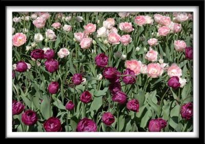 u13/chocolatte/medium/42521188.Angelique_resize.jpg