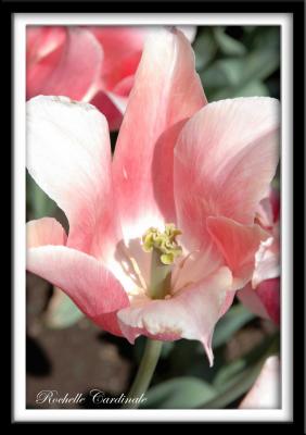 Blush Pink Tulip