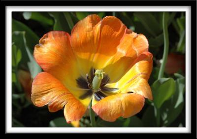 Fiery Sun_Closeup