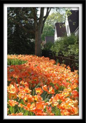 Homes and Orange Lawn