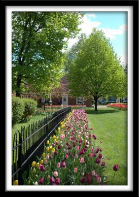 Line of Tulips