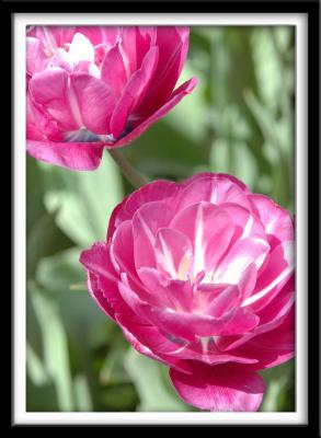 Pink and White Twice