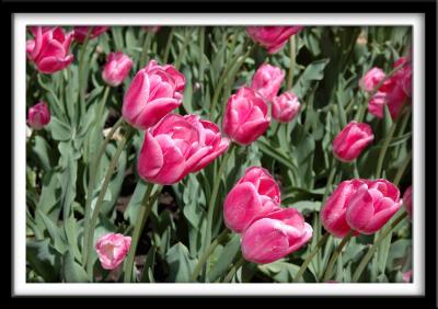 Pink Tulips
