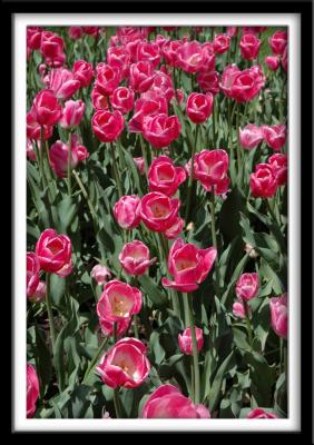 Pink Tulips_vertical