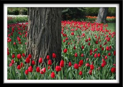 Pool of Red