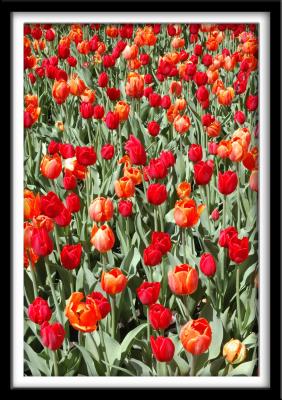 Red and Orange