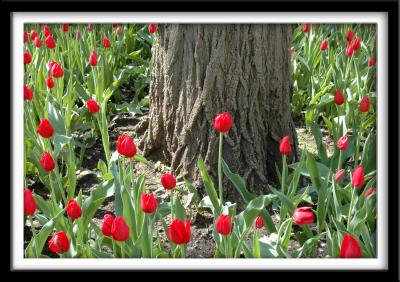 Red Tulips and Tree