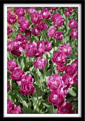 The Color Purple