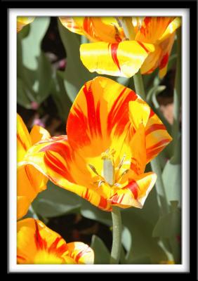 u13/chocolatte/medium/42584507.TigerStripeCloseup_resize.jpg