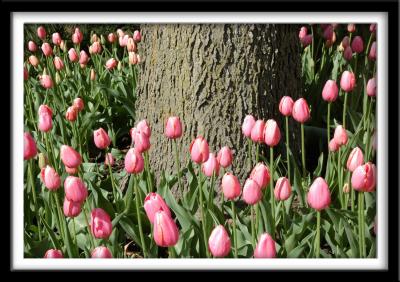 Tree in Pink