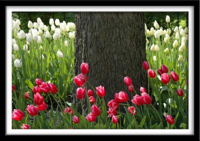 Tree in Red and White