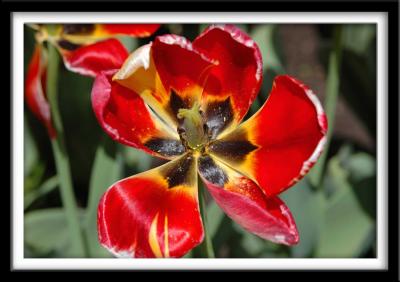 Tulip in Full Sun