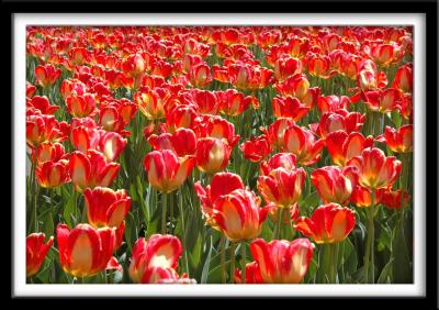 Tulips on Fire