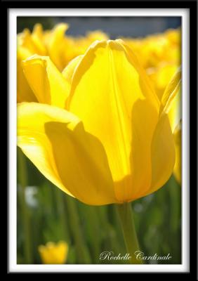 Yellow_Closeup