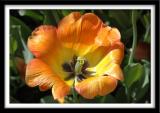 Fiery Sun_Closeup