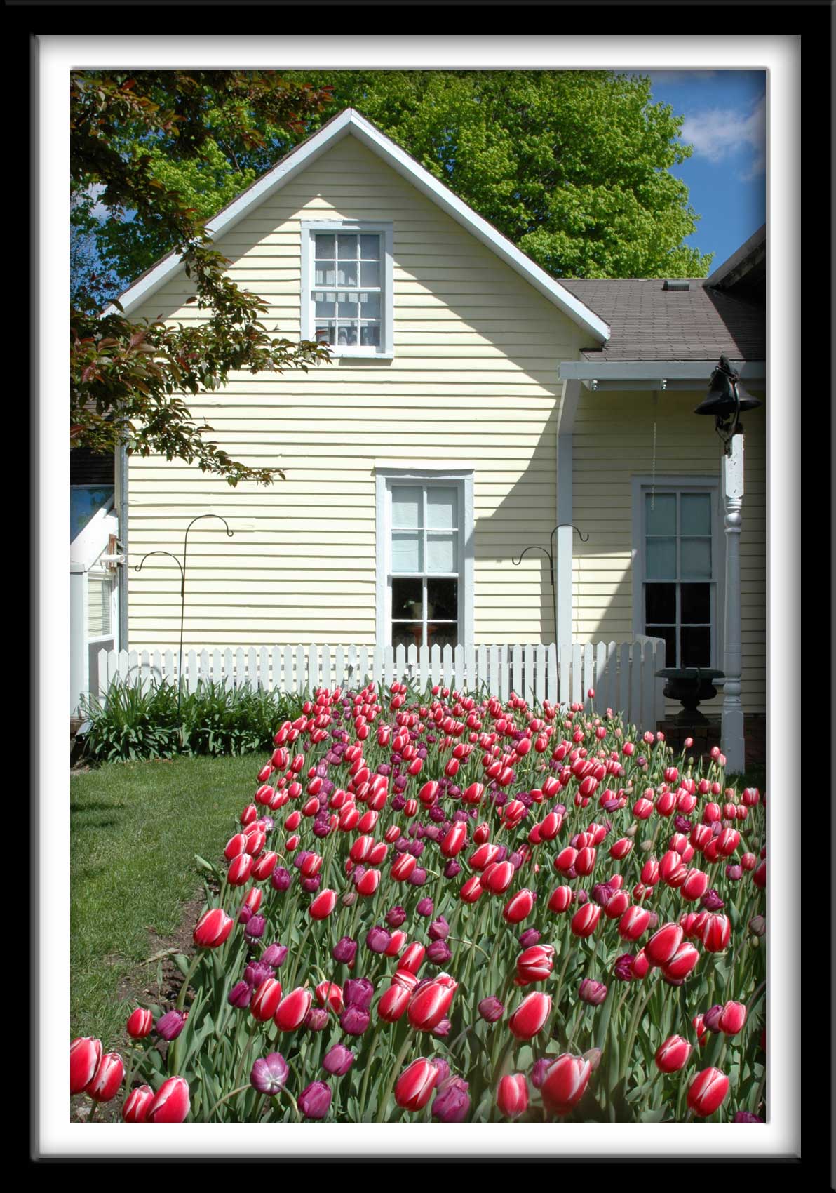 Pink Tulips and House