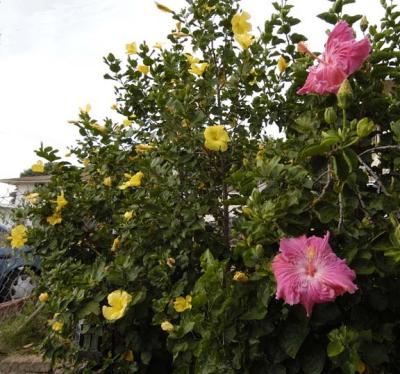 Yard Flowers