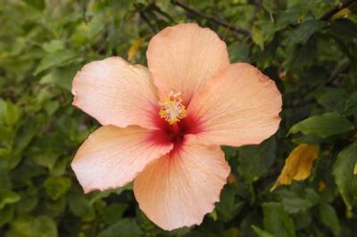 Single Flower Closeup