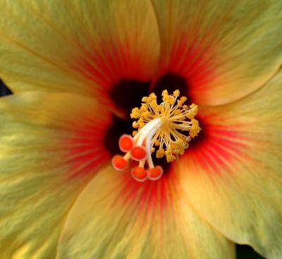 Hibiscus