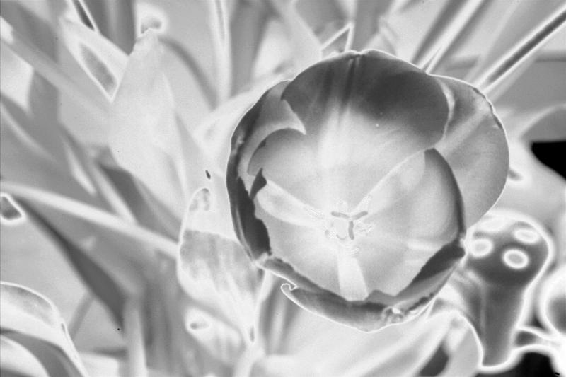 IMG07658ir.jpg
