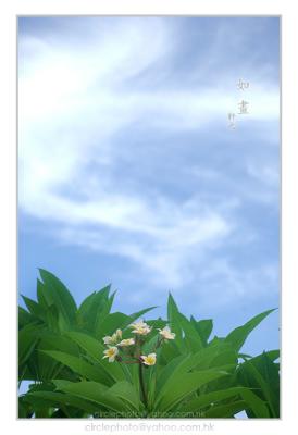 sky flower 01.jpg