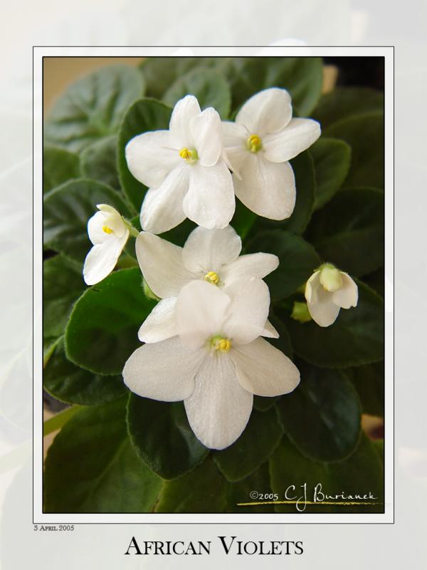 03Apr05 African Violets