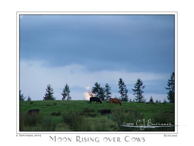 Moon Rising over Cows