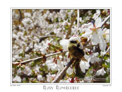 24Apr05alt Busy Bumblebee 2