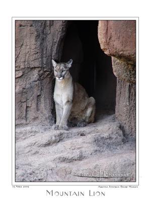 Mountain Lion