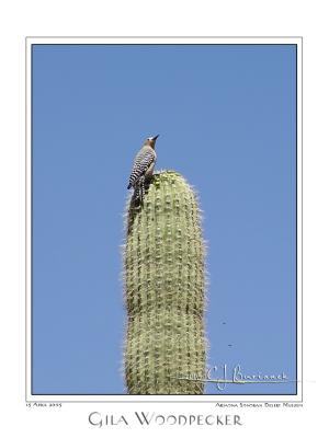 u13/cjburianek/medium/42602201.gilawoodpecker.jpg