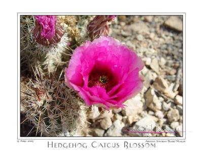 15Apr05 Hedgehog Cactus Blossom