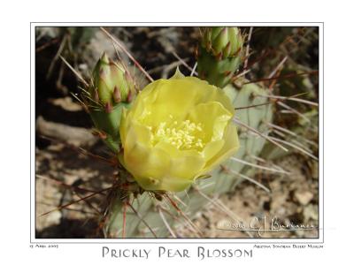 15Apr05 Prickley Pear Blossom