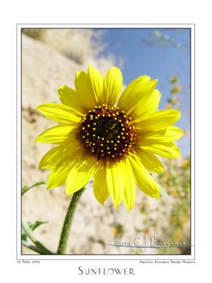 15Apr05 Sunflower