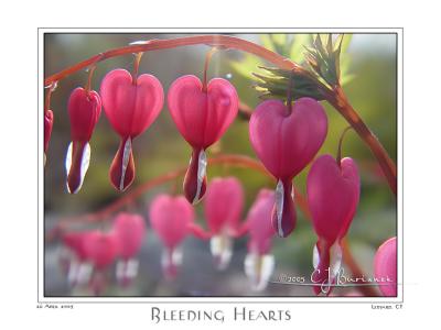 26Apr05 Bleeding Hearts