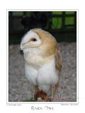 Barn Owl