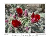 15Apr05 Jumping Cactus Blossoms