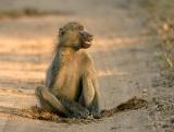 Baboon sorting thru elephant dung looking for snacks
