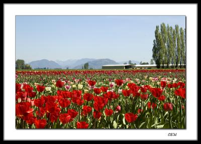 Red tulip field