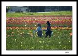 Coffee break in the tulip fields