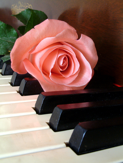 Rose on the Keys