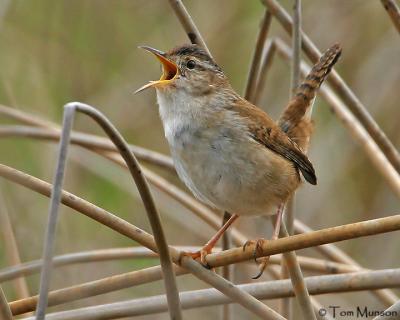 Marsh Wren