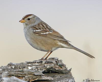 White-crowned Sparrow   (juv)
