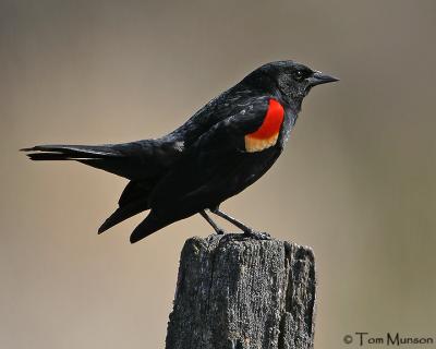 Red-winged Blackbird