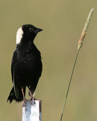 Bobolink