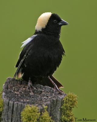 Bobolink