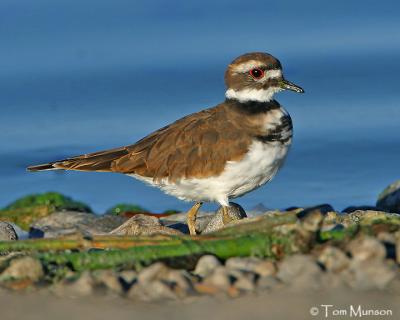  Killdeer