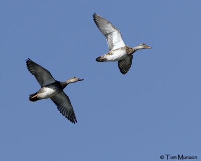 Gadwall