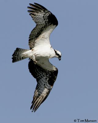 Osprey