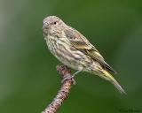 Pine Siskin