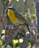 Yellow-breasted Chat